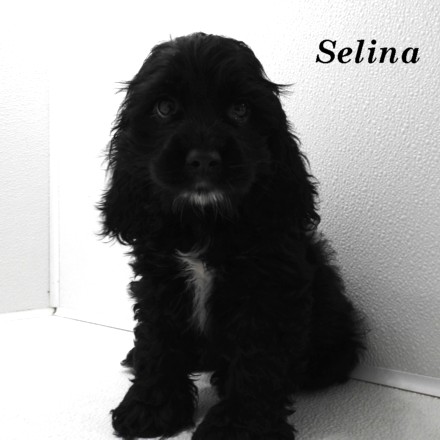 puppy, for, sale, Cocker Spaniel, Joe & Cherri  Overlease, dog, breeder, Miller, MO, dog-breeder, puppy-for-sale, forsale, nearby, find, puppyfind, locator, puppylocator, aca